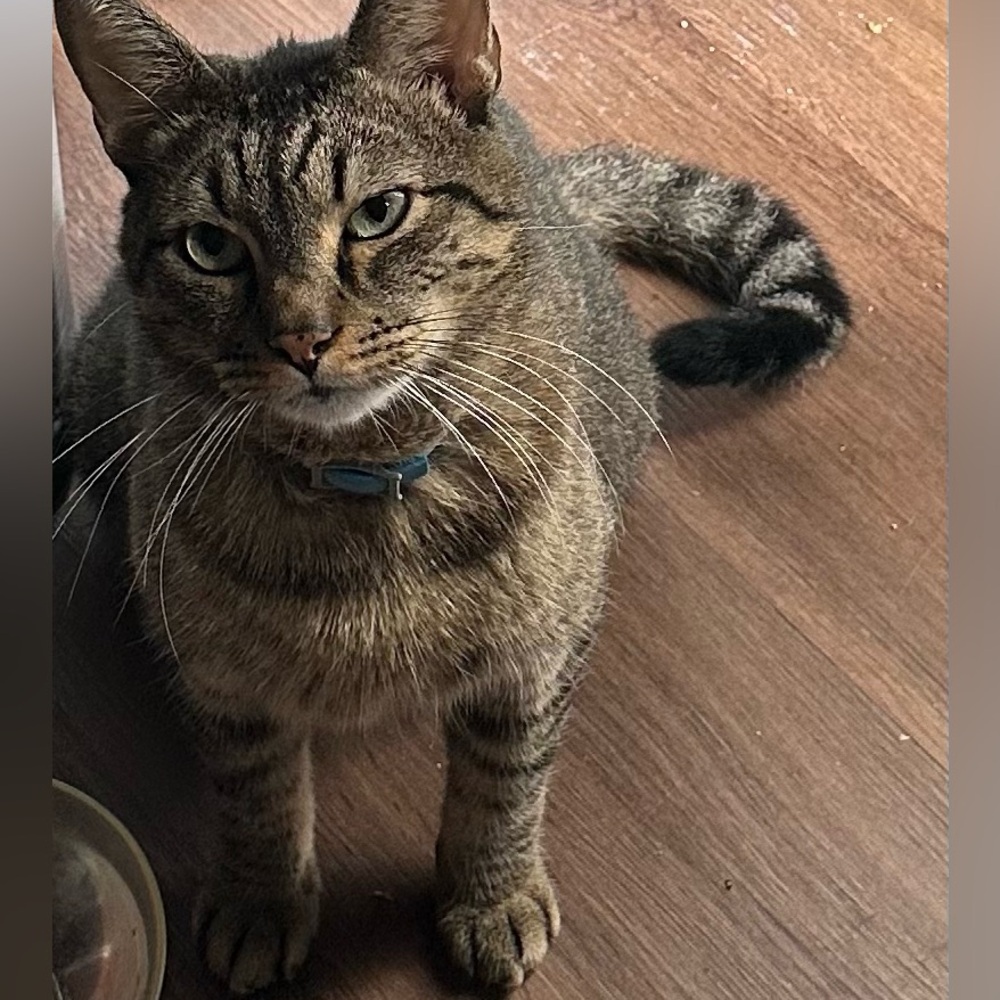 Meet your Posher, Mario